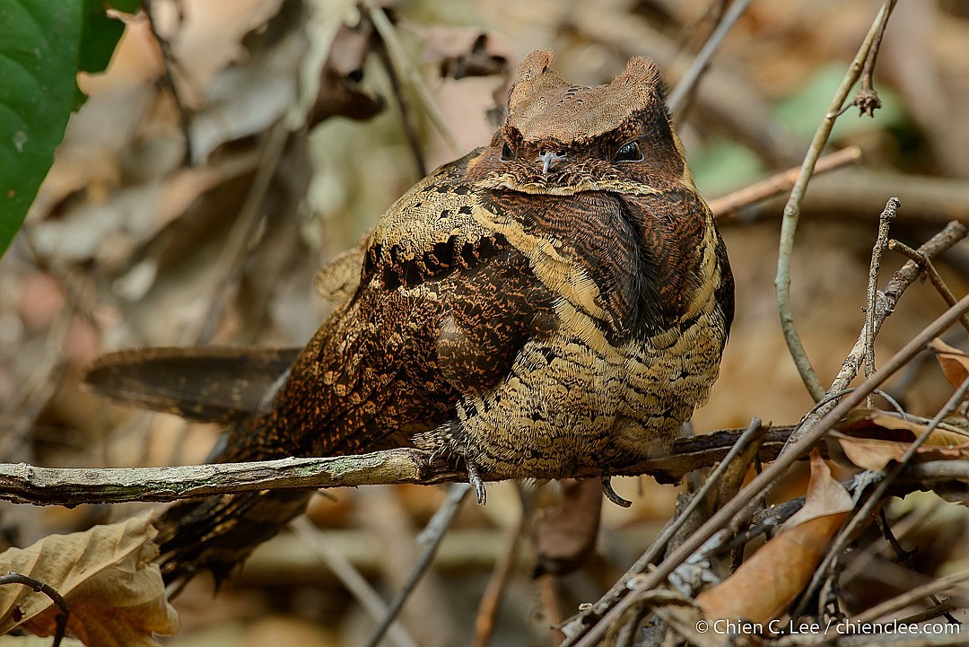 A Great Eared Nightjar